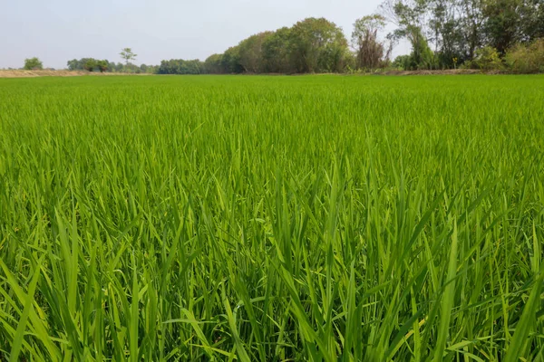 Den Gröna Baby Ris Fält Thailand För Ris Bakgrund — Stockfoto