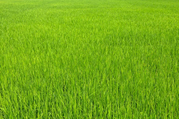 Campo Arroz Verde Bebé Tailandia Para Fondo Arroz — Foto de Stock