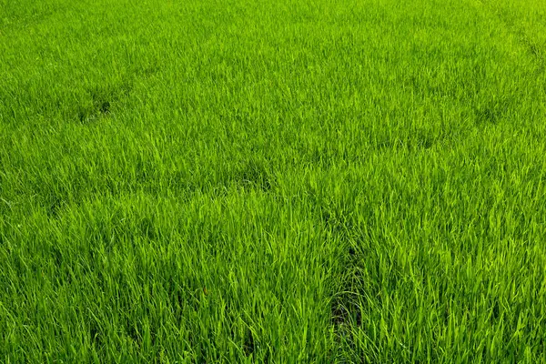 Campo Arroz Verde Bebé Tailandia Para Fondo Arroz — Foto de Stock