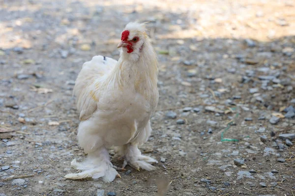 Den Vita Silky Chicken Promenader Trädgården Thailand — Stockfoto