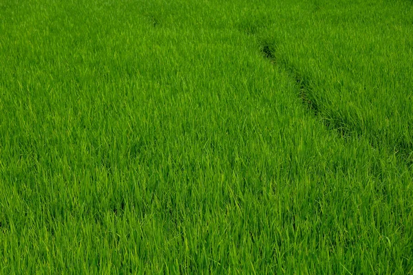 タイの緑の赤ちゃん米畑の背景 — ストック写真