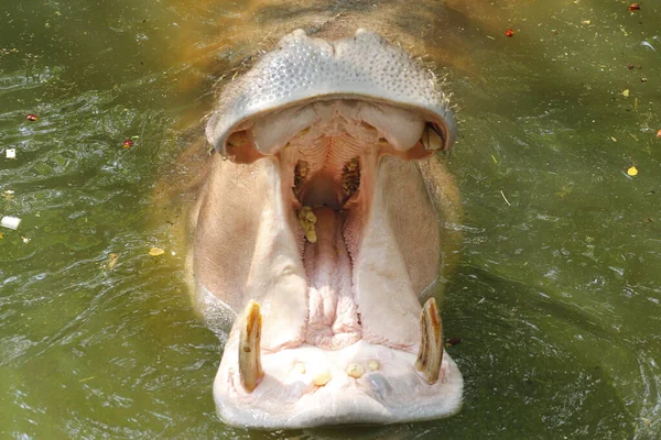 the hippopotamus open mouth in river at thailand