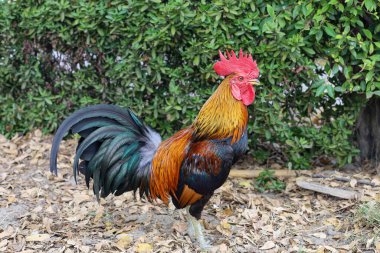 Tayland 'daki bahçe doğa çiftliğinde dövüşen horoz.