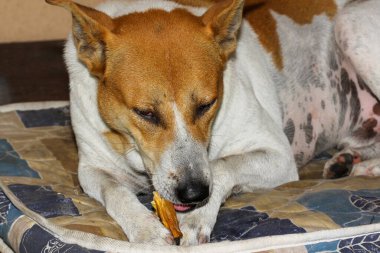 Tayland köpeği beyaz ve kahverengi Tayland 'da battaniyenin üzerinde dinleniyor.