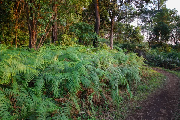 Walkway Forest Fern Thailand — Stock Photo, Image