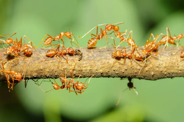 Close Group Red Ant Stick Tree Nature Ththailand — стоковое фото