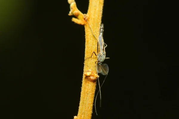 Close Mosquito Bug Pau Árvore Jardim Natureza — Fotografia de Stock