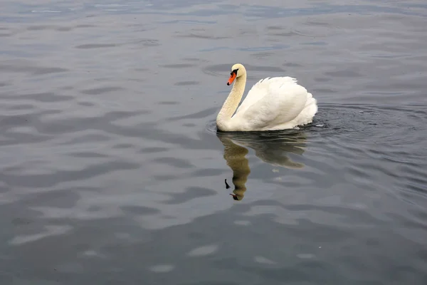 White swan is swimming on the river at swiss