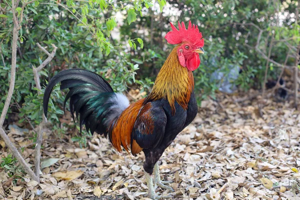 这只斗鸡在西班牙的花园里很美 — 图库照片