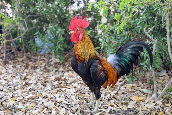 Der Kampfhahn Auf Dem Naturbauernhof Thailand — Stockfoto