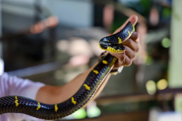 Краитская Змея Показывает Язык Азиатской Руке Человека Таиланде — стоковое фото