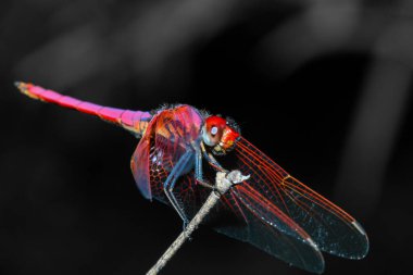 Tayland 'da ormanda pembe yusufçuk üzerinde bambu yapıştırın.