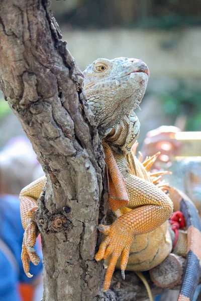 Close Iguana Dry Wood Thailand — Stock Photo, Image