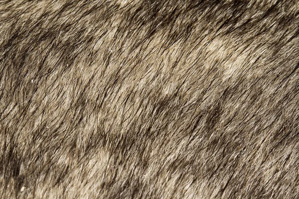 Close up gray dog skin for pattern and background
