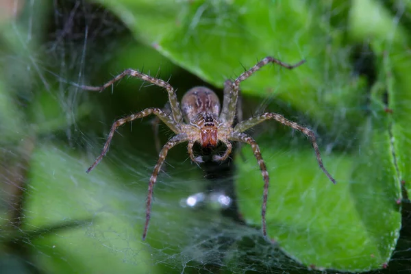 Wespenspinne Aus Nächster Nähe Auf Spinnennetz Blatthöhle Der Natur — Stockfoto