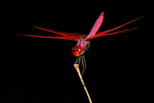 Close Pink Dragonfly Stick Bamboo Forest Thailand — Stock Photo, Image