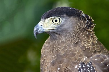 Yeşil doğa arka planında baş kartalı kapat