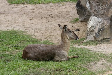 Tayland 'daki doğa bahçesindeki dişi geyik.