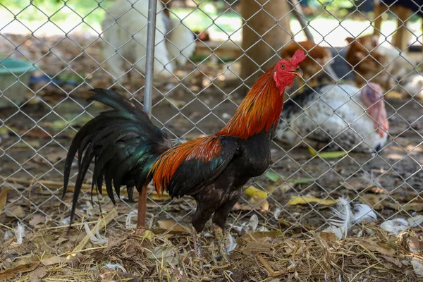 Der Kampfhahn Spaziert Und Spielt Auf Einem Bauernhof Thailand — Stockfoto