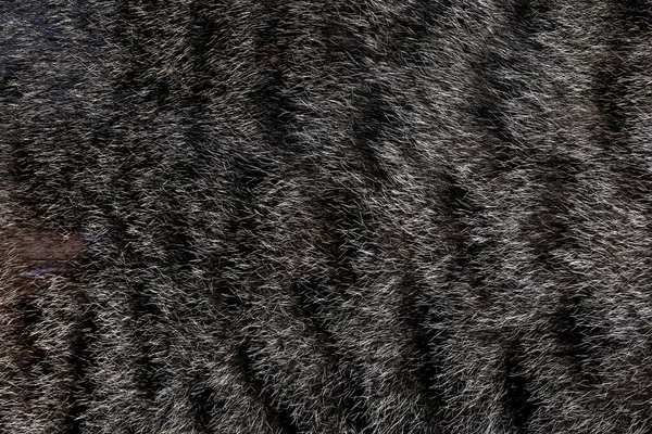Κοντινό Γκρι Δέρμα Γάτας Για Μοτίβο Και Φόντο Γάτας — Φωτογραφία Αρχείου
