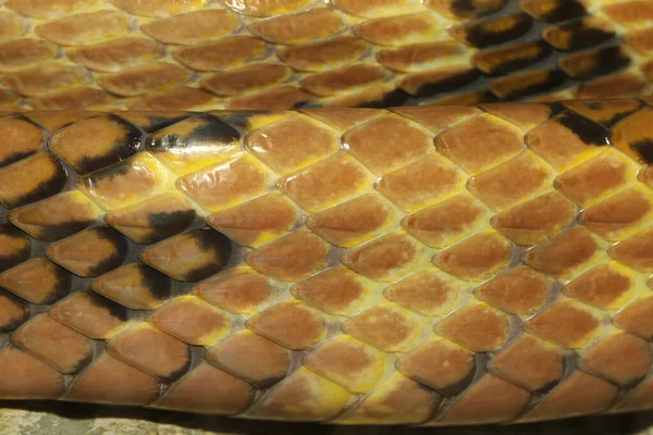 Close up dog tooth cat eye snake skin in thailand