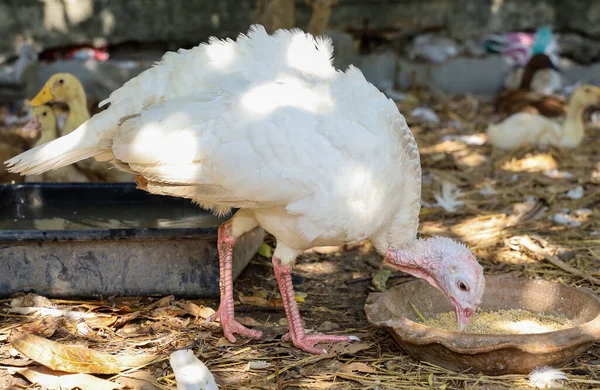 White Turkey is eatting food in garden at thailand