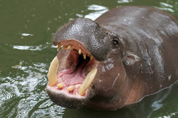 Dwarf Hippopotamus Open Mouth Water Royalty Free Stock Images