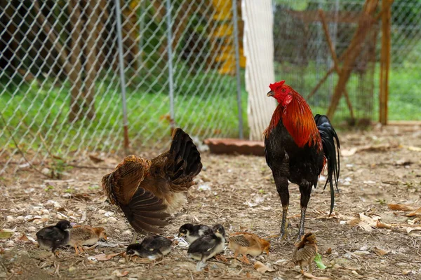 Slåss Kuk Och Baby Kuk Äta Mat Gården Thailand — Stockfoto