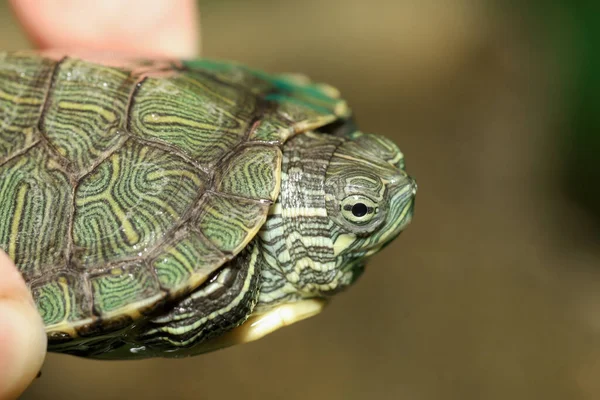 Close Baby Red Ear Slider Turtle Pet Finger Man Home — стоковое фото
