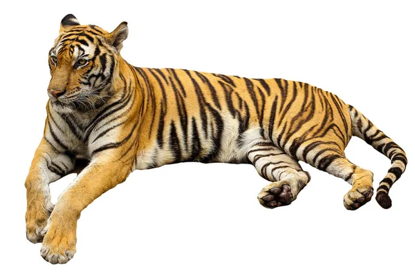 Grande Tigre Sentar Descansar Isolado Para Animais Selvagens Tailândia — Fotografia de Stock