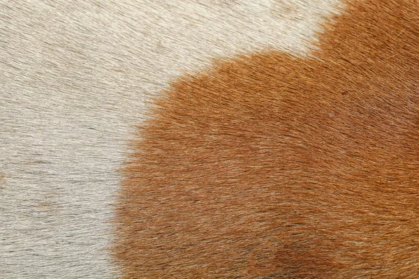 Close Brown White Dog Skin Animal Texture Mammal Pattern — Stock Photo, Image