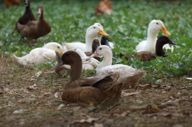 Yavru kaz yazın Tayland 'daki çiftlik bahçesinde oturur ve dinlenir.