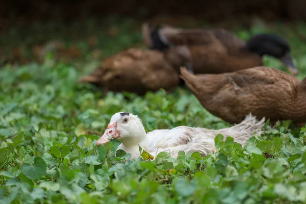 Baby Gans Groep Eend Zitten Rusten Zomer Boerderij Tuin Thailand — Stockfoto