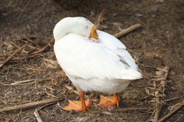 Beyaz kaz uyuyor ve yaz mevsiminde Tayland 'daki muz çiftliğinde dinleniyor.