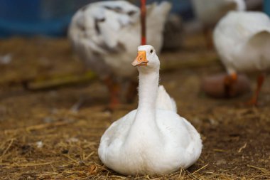 Beyaz yavru kaz, Tayland 'daki çiftlik bahçesinde dinleniyor.