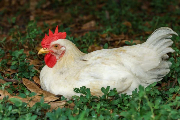 Baby Rhode Island Cock Rest Garden Thailand — Stock Photo, Image