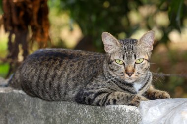Gri kedi evini kapat otur ve Tayland 'daki bahçenin yanındaki eski duvarda dinlen.