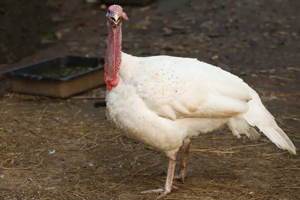 White Turkey Levanta Descansa Jardín Tailandia — Foto de Stock