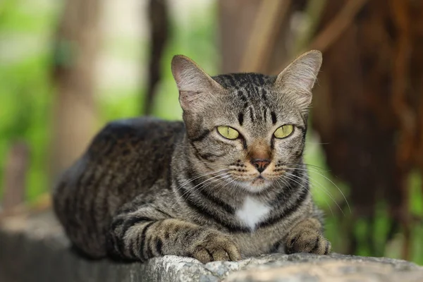 Gri Kedi Evini Kapat Otur Tayland Daki Bahçenin Yanındaki Eski — Stok fotoğraf