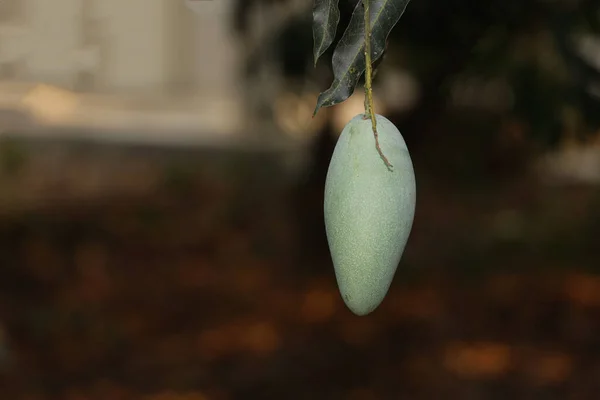 The green mango fruit is fresh on mango tree in nature at garden in thailand