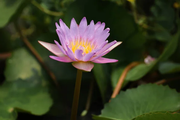 Close Lotus Flower Yellow Purple Color Beautiful — Stock Photo, Image