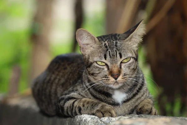 Gri Kedi Evini Kapat Otur Tayland Daki Bahçenin Yanındaki Eski — Stok fotoğraf