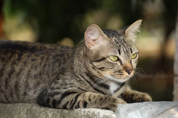 Närbild Grå Katt Hus Sitta Ner Och Vila Den Gamla — Stockfoto