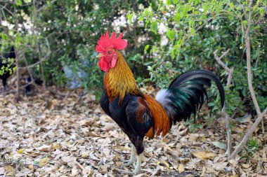 Tayland 'daki bahçe doğa çiftliğinde dövüşen horoz.