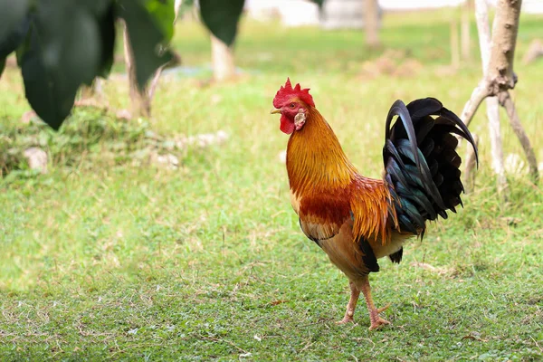 Fighting Cock Beautiful Garden Thailand — Stock Photo, Image