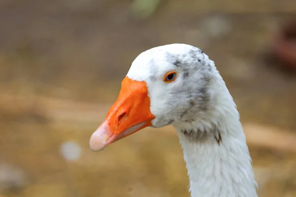 Close Head White Goose Nature Farm Garden Thailand — стокове фото