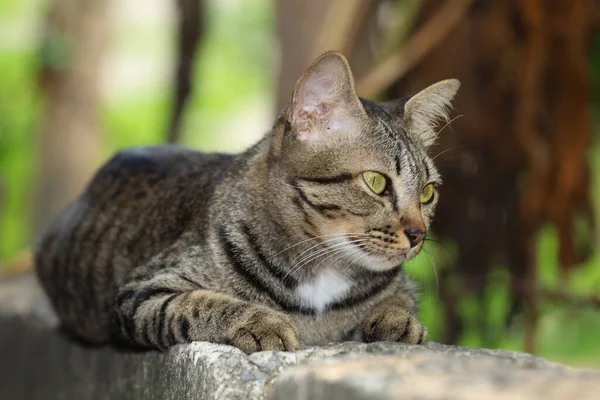 Gri Kedi Evini Kapat Otur Tayland Daki Bahçenin Yanındaki Eski — Stok fotoğraf