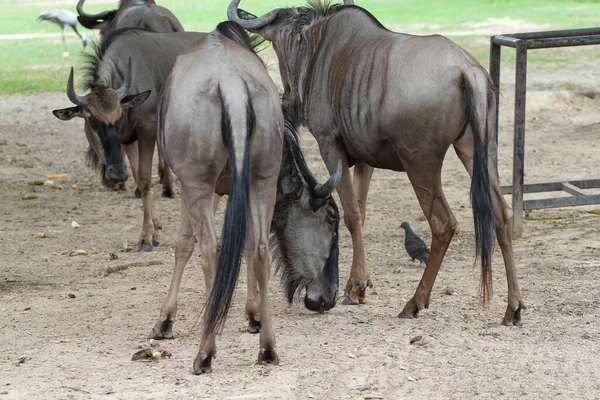 Gnous Bleu Groupe Est Repos Dans Jardin Été — Photo