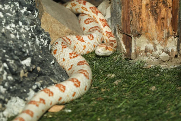 Кукурудзяна Змія Красива Має Помаранчевий Білий Колір Саду — стокове фото
