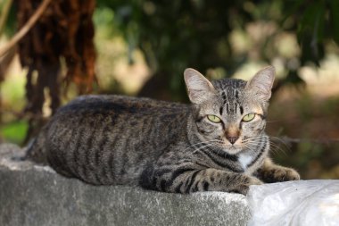 Gri kedi evini kapat otur ve Tayland 'daki bahçenin yanındaki eski duvarda dinlen.